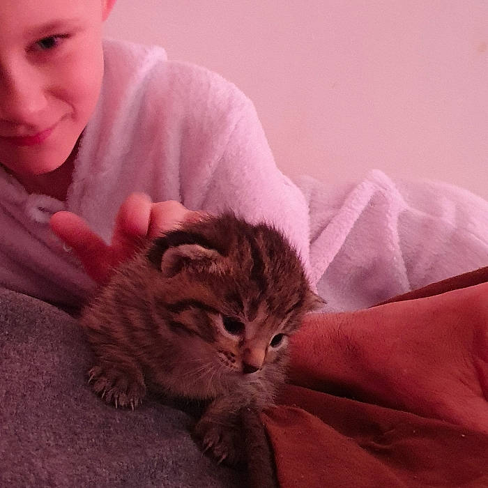 Lyli a rejoint le concours — aidez-le/la à gagner de superbes lots ! american_shorthair, asian, carnivore, cat, domestic_short_haired_cat, dragon_li, ear, european_shorthair, eye, felidae, fur, hand, kitten, mammal, mouth, nose, pixie_bob, skin, small_to_medium_sized_cats, whiskers