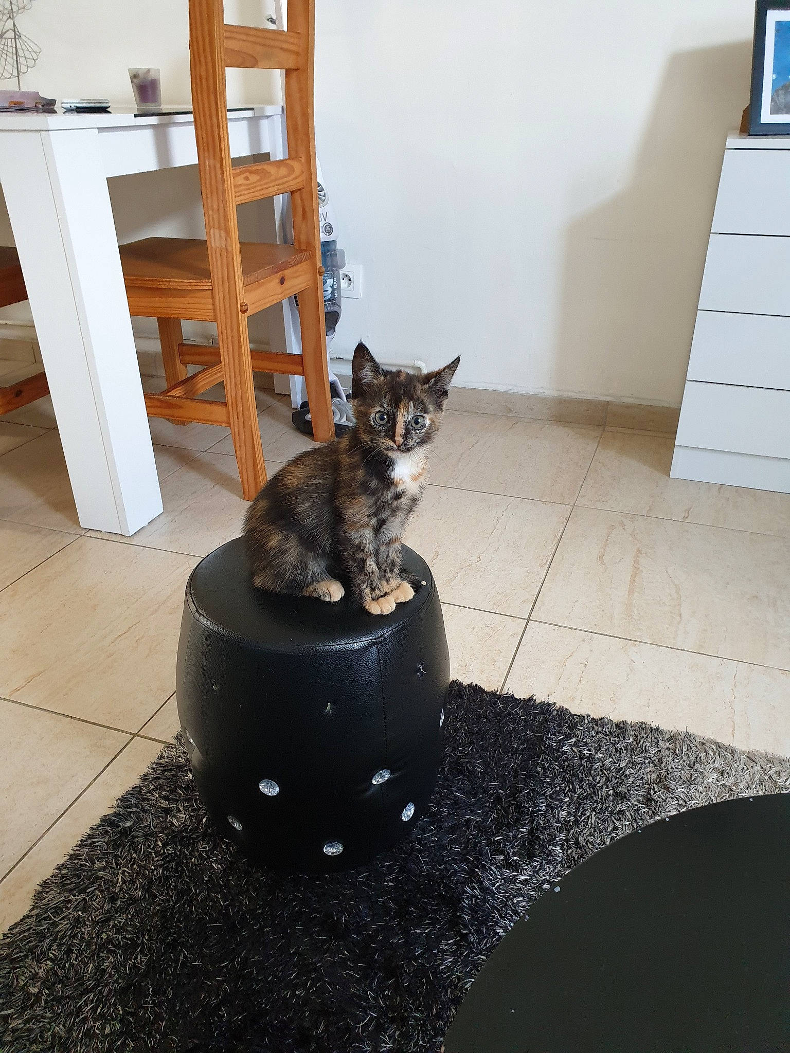 Lyli participe au concours pour gagner de l'argent avec cette photo : asian, carnivore, cat, chair, domestic_short_haired_cat, egyptian_mau, european_shorthair, felidae, floor, flooring, furniture, kitten, room, sitting, small_to_medium_sized_cats, table, whiskers
