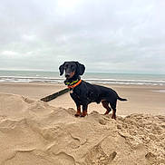 Uno a rejoint le concours — aidez-le/la à gagner de superbes lots ! dog, dachshund, beach, sand, sea, cloudy_sky, outdoor, animal, pet, muzzle, collar, standing, brown, black, small_dog, nature, canine, fur, quiet, landscape
