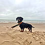 dog, dachshund, beach, sand, sea, cloudy_sky, outdoor, animal, pet, muzzle, collar, standing, brown, black, small_dog, nature, canine, fur, quiet, landscape