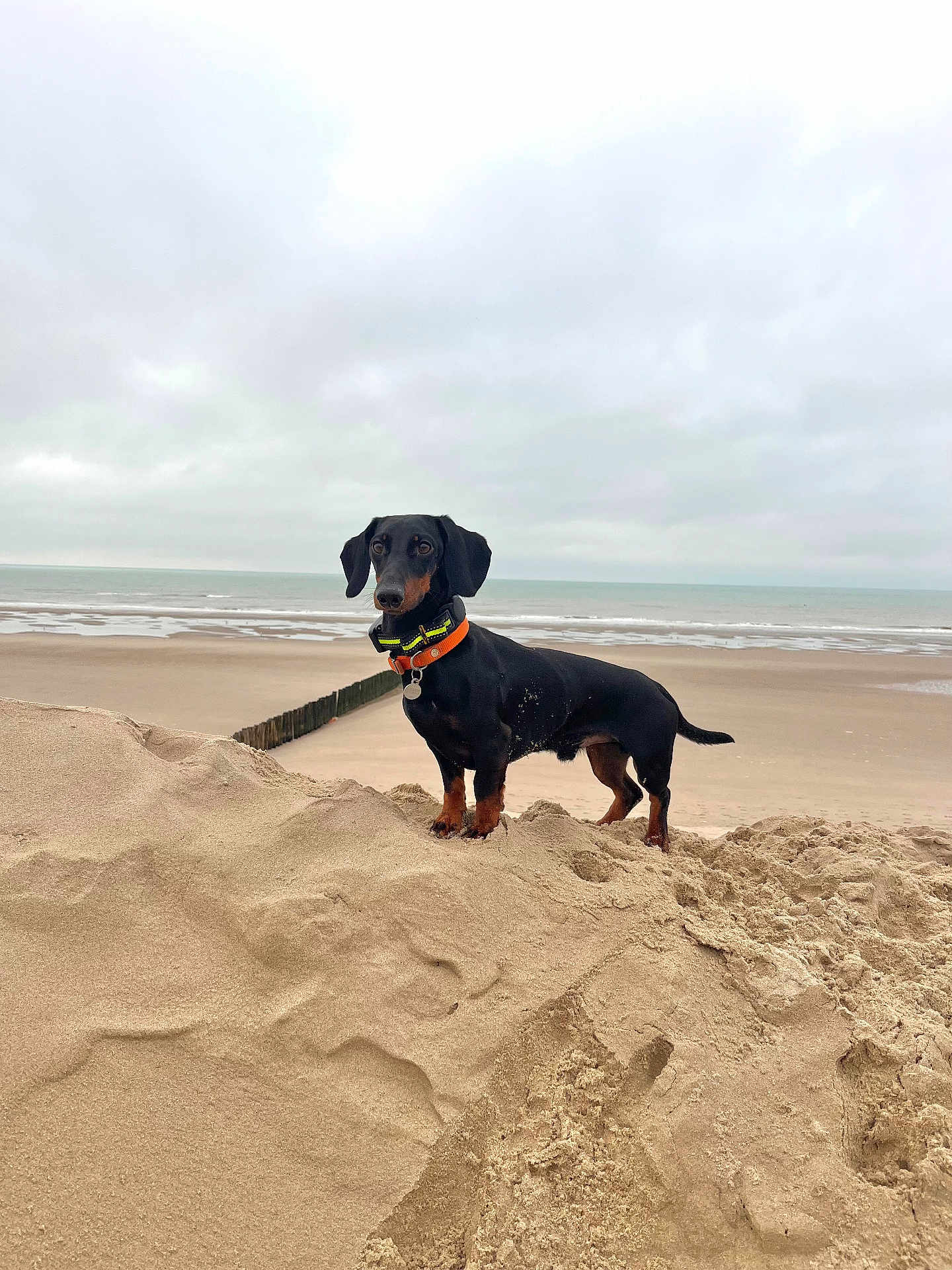 Uno a rejoint le concours — aidez-le/la à gagner de superbes lots ! dog, dachshund, beach, sand, sea, cloudy_sky, outdoor, animal, pet, muzzle, collar, standing, brown, black, small_dog, nature, canine, fur, quiet, landscape