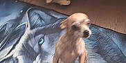 Cubby joined the competition — help win amazing prizes! animal, beige_blanket, blanket, blue_eyes, blurred, brown_dog, cozy, dog, floor, foot, furry, home, indoor, motion, patterned_fabric, paws, pet, small_dog, wolf_image, wooden_floor