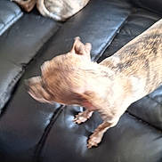 Cubby joined the competition — help win amazing prizes! animal, black, blur, brindle, brown, canine, companion, couch, cute, dog, domestic_animal, fur, furniture, indoor, leather, living_room, pet, resting, standing, two_dogs