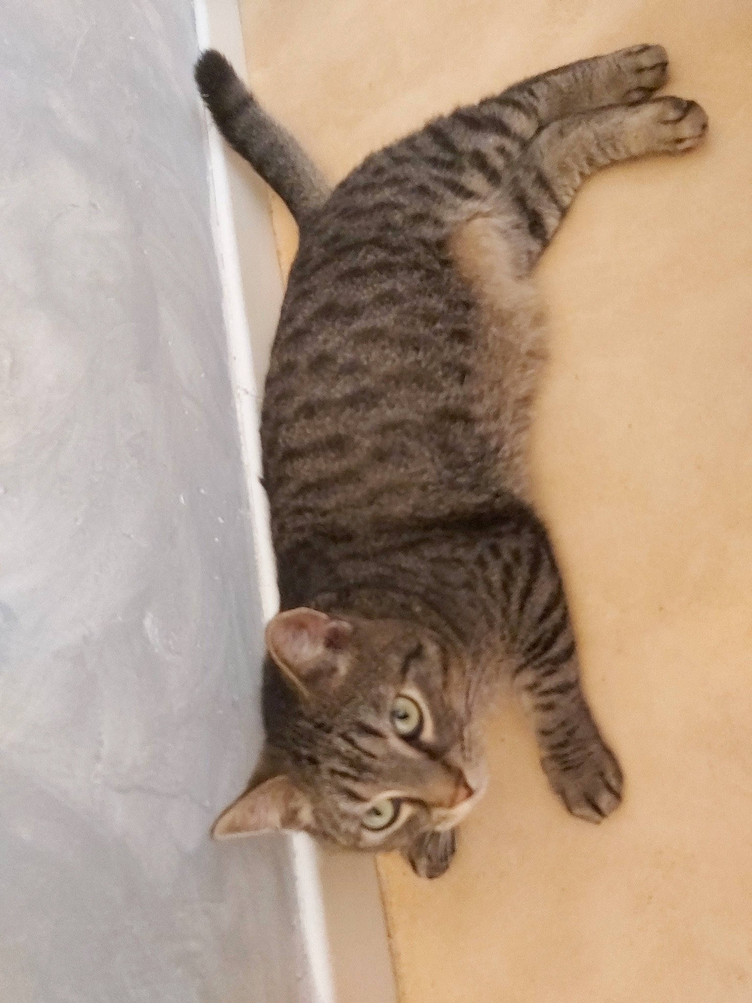 Filou participe au concours pour gagner de l'argent avec cette photo : asian, bengal, california_spangled, carnivore, cat, domestic_short_haired_cat, dragon_li, egyptian_mau, european_shorthair, felidae, mammal, ocicat, pixie_bob, small_to_medium_sized_cats, sokoke, tabby_cat, tail, toyger, vertebrate, whiskers