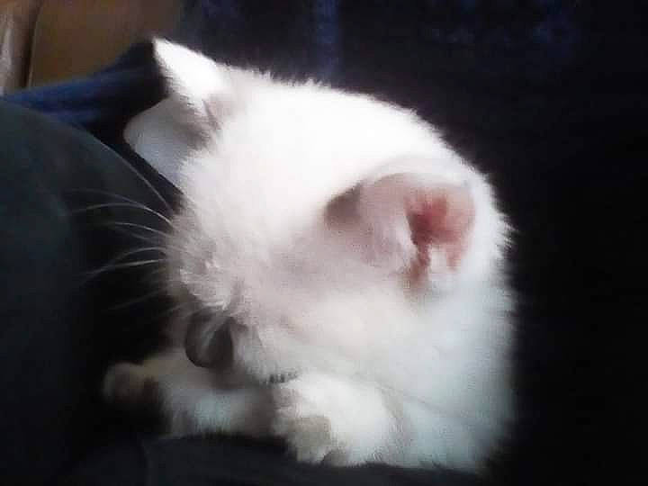 Fétiche participe au concours pour gagner de l'argent avec cette photo : birman, carnivore, cat, domestic_long_haired_cat, ear, felidae, fur, kitten, mammal, persian, ragdoll, small_to_medium_sized_cats, turkish_angora, turkish_van, vertebrate, whiskers