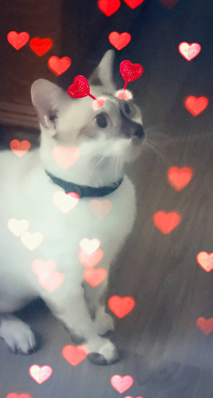 Fétiche participe au concours pour gagner de l'argent avec cette photo : canidae, carmine, dog_breed, non_sporting_group, paw, red, tail, whiskers