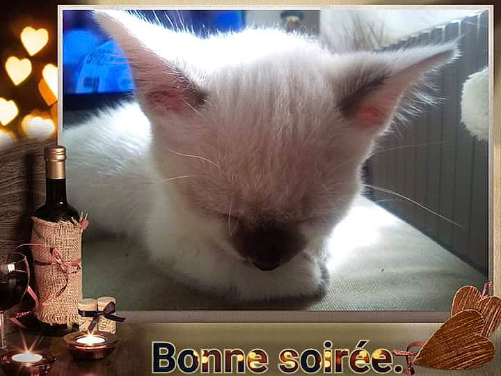 Fétiche a rejoint le concours — aidez-le/la à gagner de superbes lots ! asian, carnivore, cat, colorpoint_shorthair, fawn, felidae, kitten, nose, photo_caption, ragdoll, small_to_medium_sized_cats, snout, whiskers