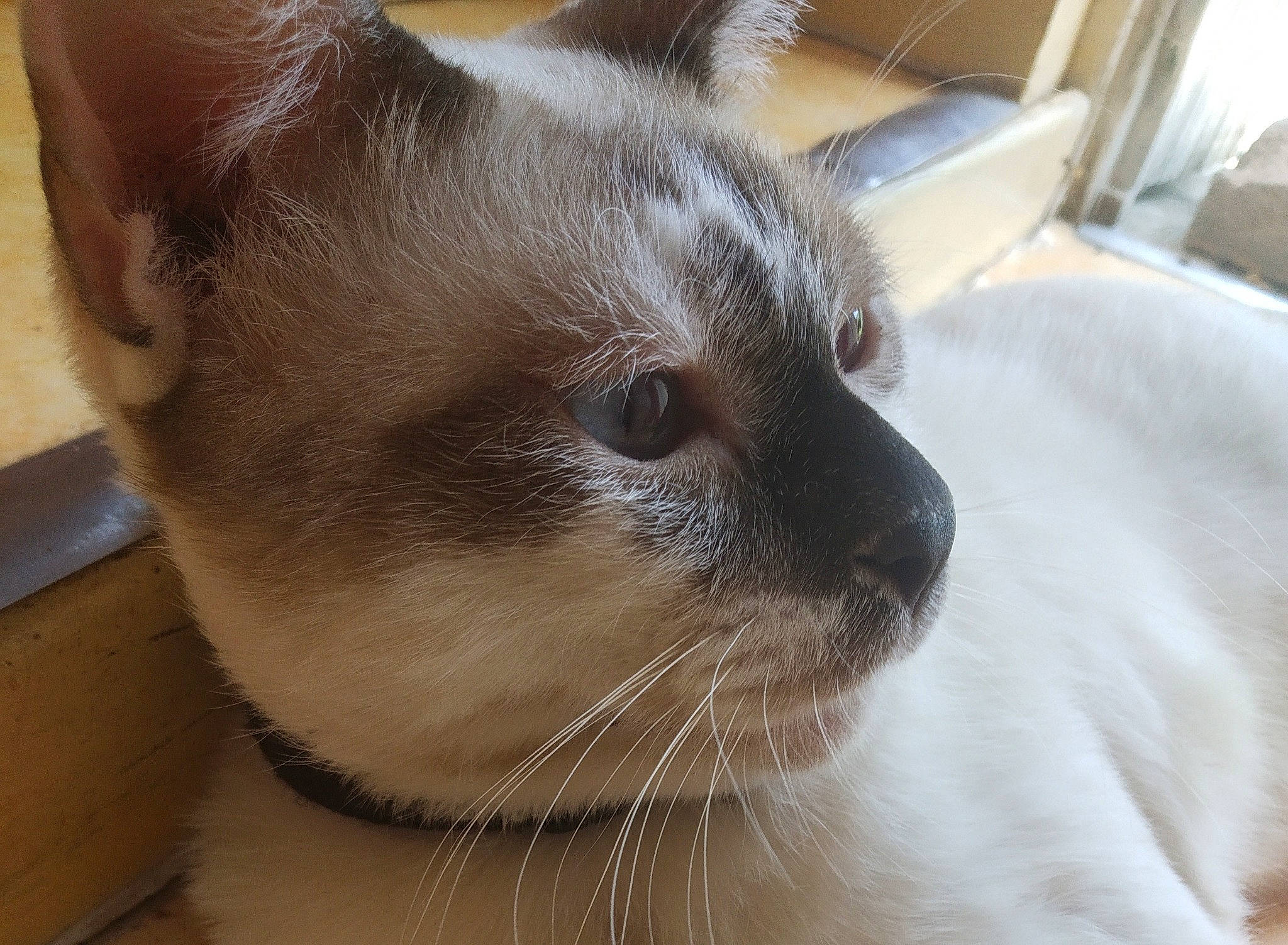 Fétiche a rejoint le concours — aidez-le/la à gagner de superbes lots ! balinese, birman, burmese, carnivore, cat, close_up, ear, felidae, himalayan, javanese, mammal, nose, siamese, small_to_medium_sized_cats, snout, snowshoe, thai, tonkinese, vertebrate, whiskers