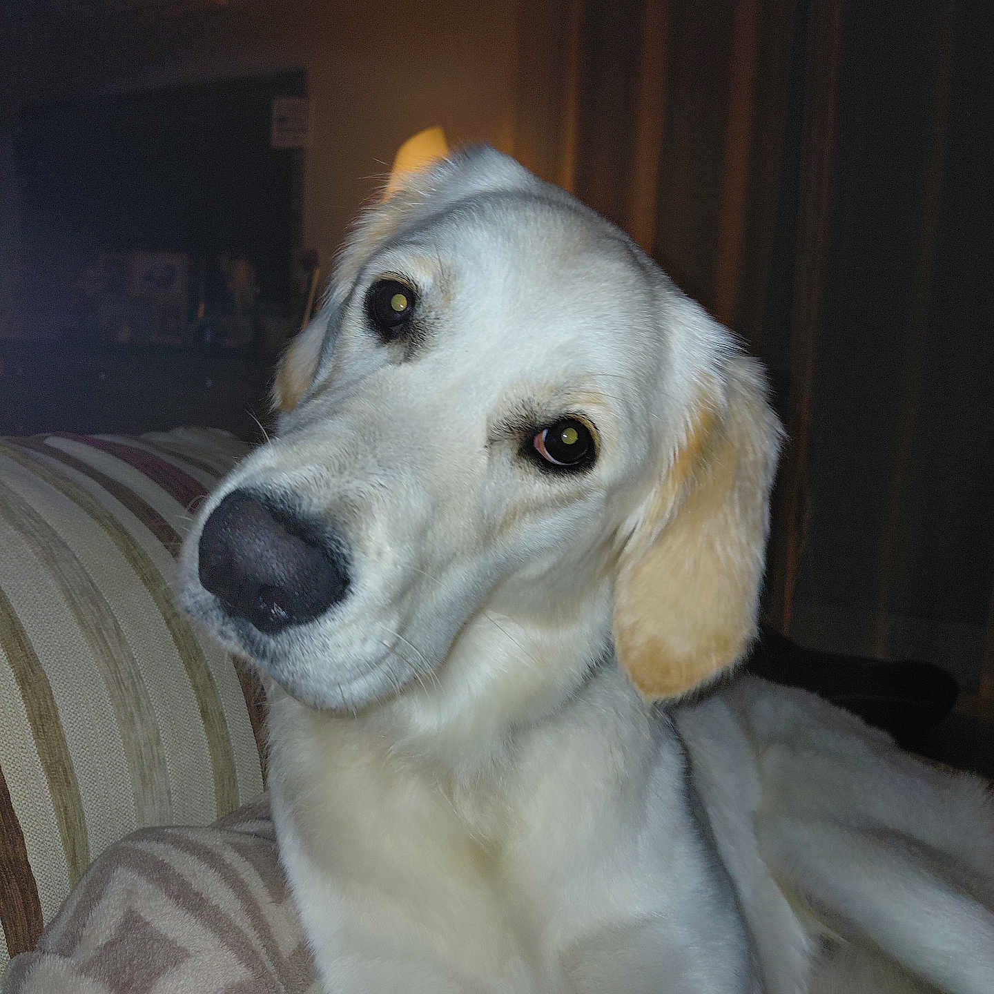 Vinie