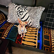 Brody joined the competition — help win amazing prizes! dog, chihuahua, small_dog, pet, couch, animal_print_pillow, blanket, colorful, patterned, indoor, living_room, furniture, black_leather, seated, alert, cute, cozy, home_decor, textile, comfort