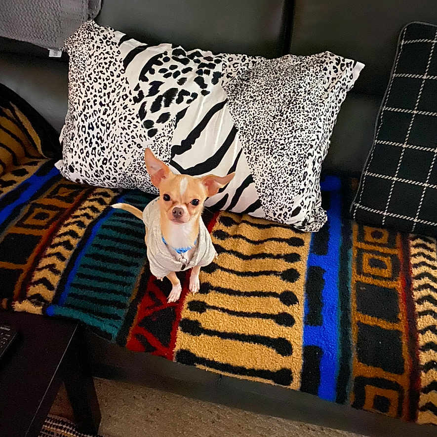 Brody joined the competition — help win amazing prizes! dog, chihuahua, small_dog, pet, couch, animal_print_pillow, blanket, colorful, patterned, indoor, living_room, furniture, black_leather, seated, alert, cute, cozy, home_decor, textile, comfort