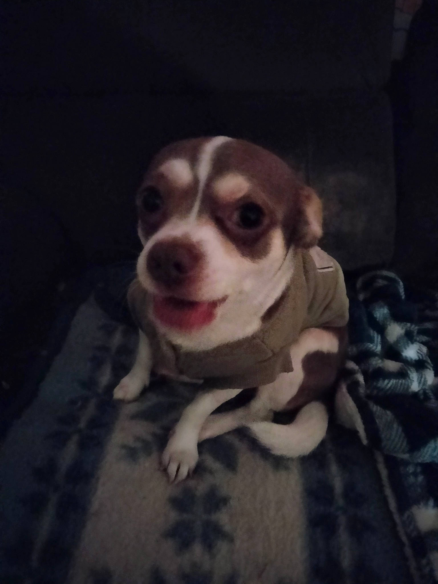 Chewy joined the competition — help win amazing prizes! canidae, carnivore, companion_dog, darkness, dog, dog_breed, dog_clothes, eyewear, fawn, fiction, flash_photography, fur, puppy_love, snout, sporting_group, toy_dog, vintage_clothing, visual_arts, whiskers, working_animal