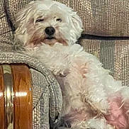 Sadie joined the competition — help win amazing prizes! dog, white_dog, couch, furniture, indoor, pet, relaxed, fluffy, sleepy, living_room, home, seated, canine, domestic_animal, cozy, resting, animal, companion, fur, cute