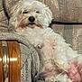 dog, white_dog, couch, furniture, indoor, pet, relaxed, fluffy, sleepy, living_room, home, seated, canine, domestic_animal, cozy, resting, animal, companion, fur, cute