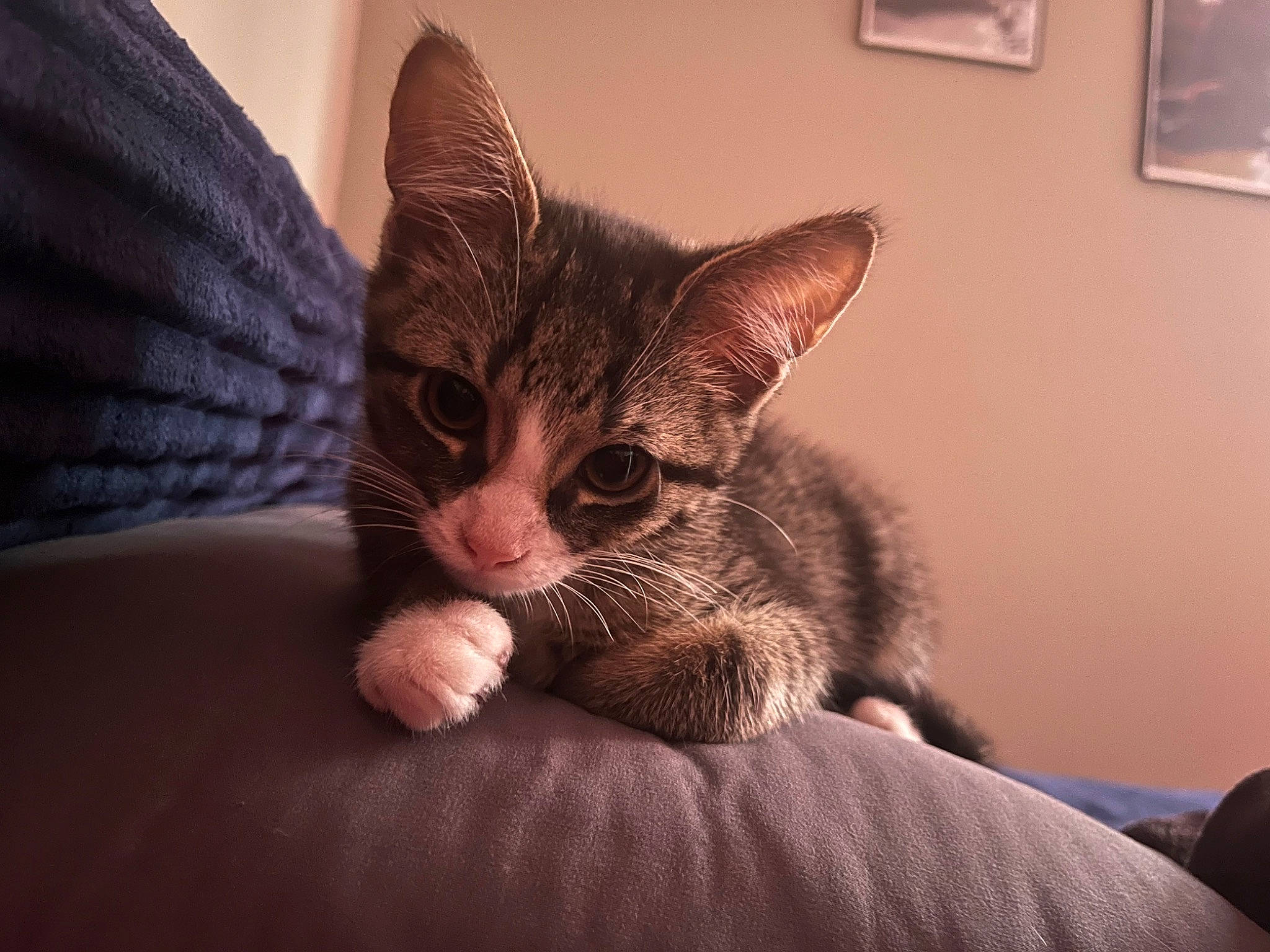 Pebble joined the competition — help win amazing prizes! bed, carnivore, cat, cat_supply, claw, comfort, couch, domestic_short_haired_cat, felidae, fur, human_leg, paw, picture_frame, room, sitting, small_to_medium_sized_cats, snout, tail, tie, whiskers