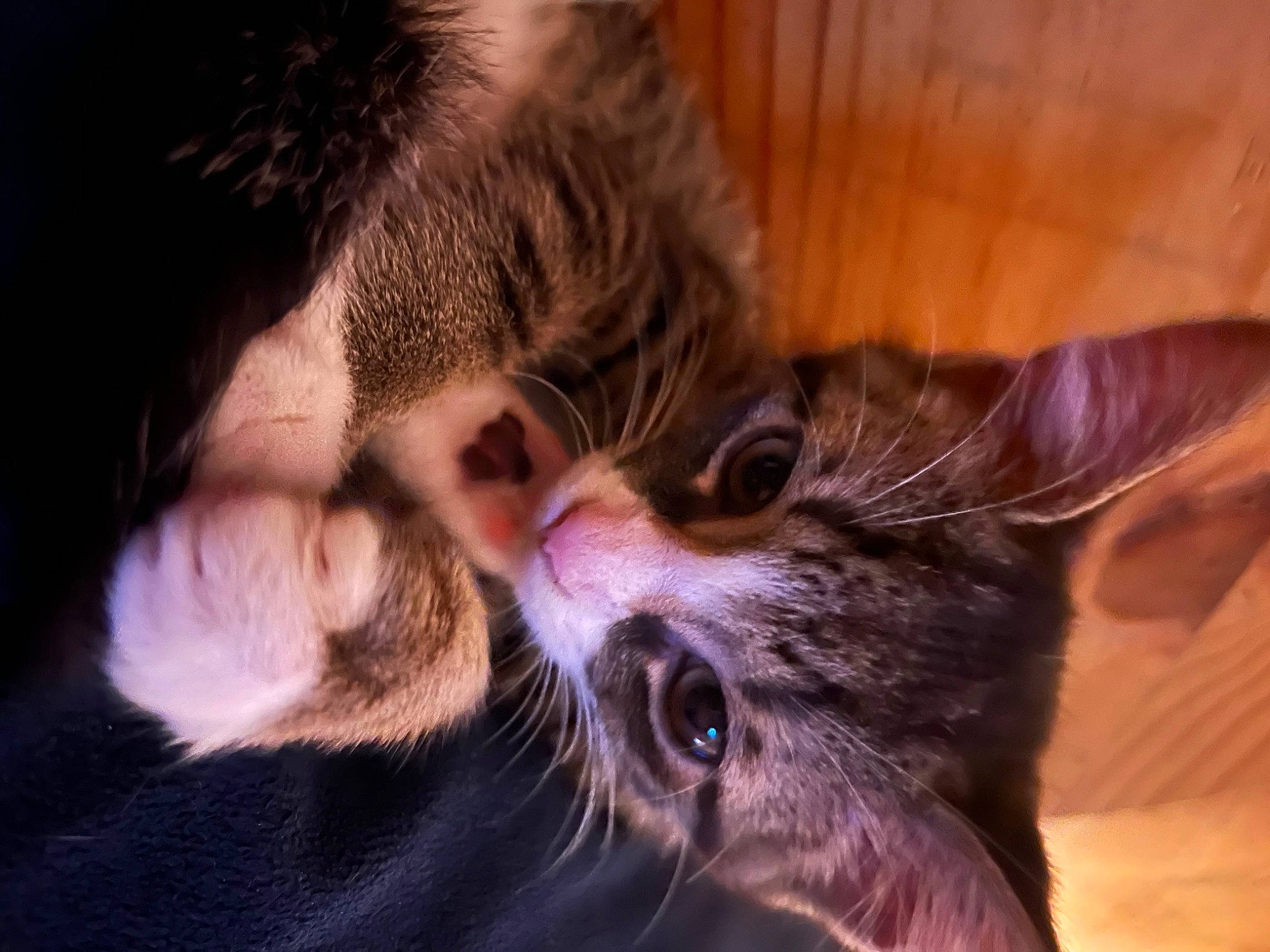 Pebble is registered to the contest to win money with this photo: carnivore, cat, claw, close_up, comfort, darkness, domestic_short_haired_cat, ear, facial_hair, felidae, fur, gesture, hug, jaw, mammal, paw, small_to_medium_sized_cats, snout, whiskers, wildlife