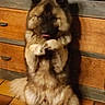 dog, puppy, fluffy, long_hair, brown_fur, black_mask, sitting, upright, grooming, licking, paws, tongue, ears, cute, indoors, kitchen, wooden_drawers, tile_floor, pet, portrait