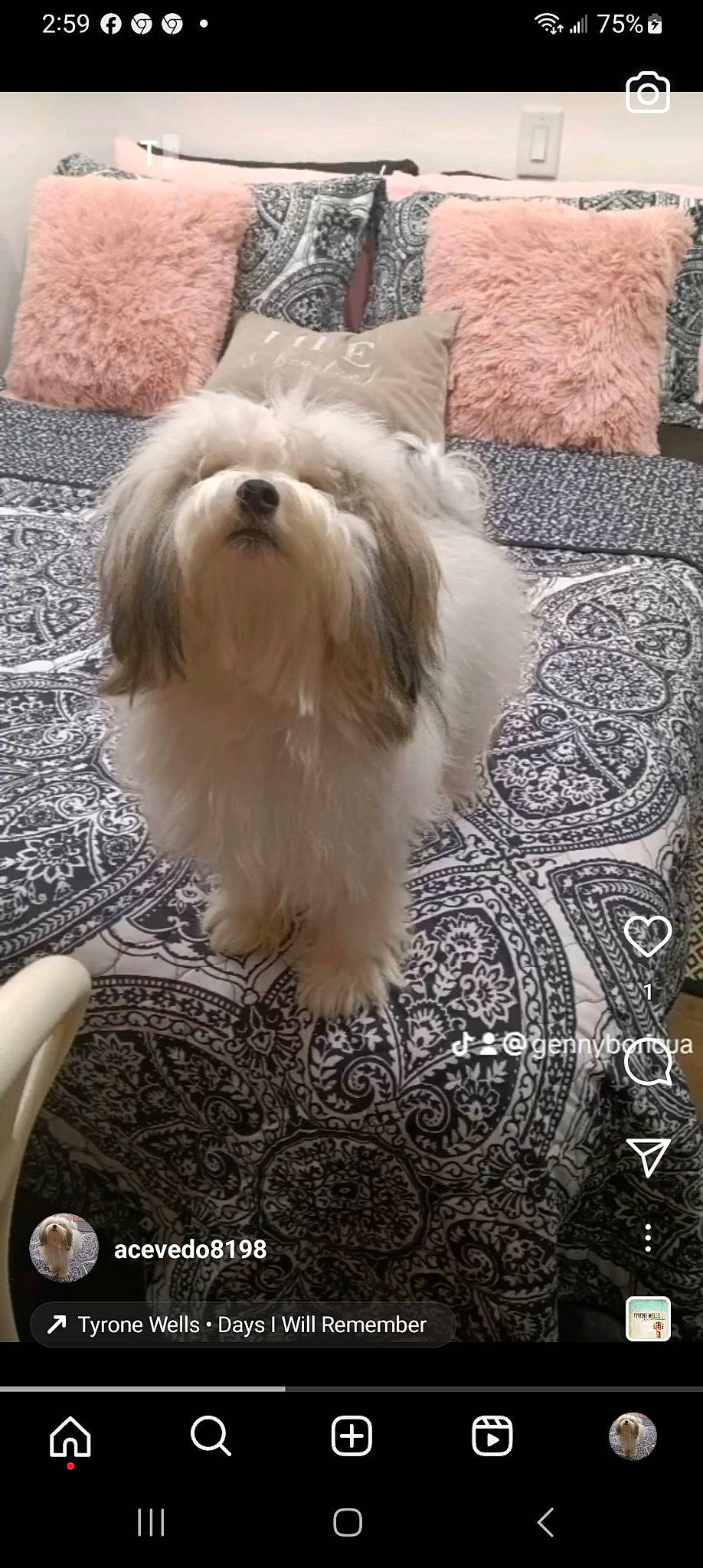 Honey is registered to the contest to win money with this photo: canidae, carnivore, companion_dog, dog, dog_breed, flooring, fur, liver, mal_shi, maltepoo, pattern, shih_tzu, small_terrier, snout, sporting_group, tail, terrestrial_animal, terrier, toy_dog, working_animal