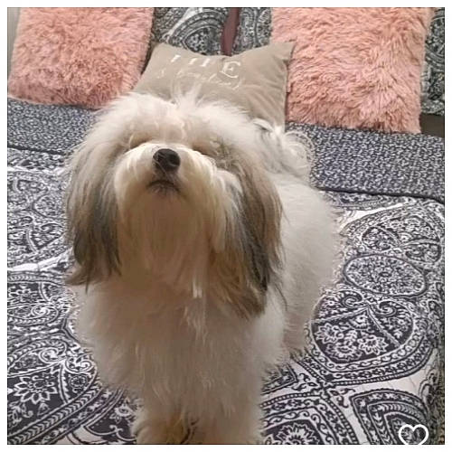 Honey is registered to the contest to win money with this photo: canidae, carnivore, companion_dog, dog, dog_breed, fawn, fur, liver, mal_shi, maltepoo, rectangle, shih_tzu, small_terrier, snout, sporting_group, tail, terrestrial_animal, terrier, toy_dog, working_animal