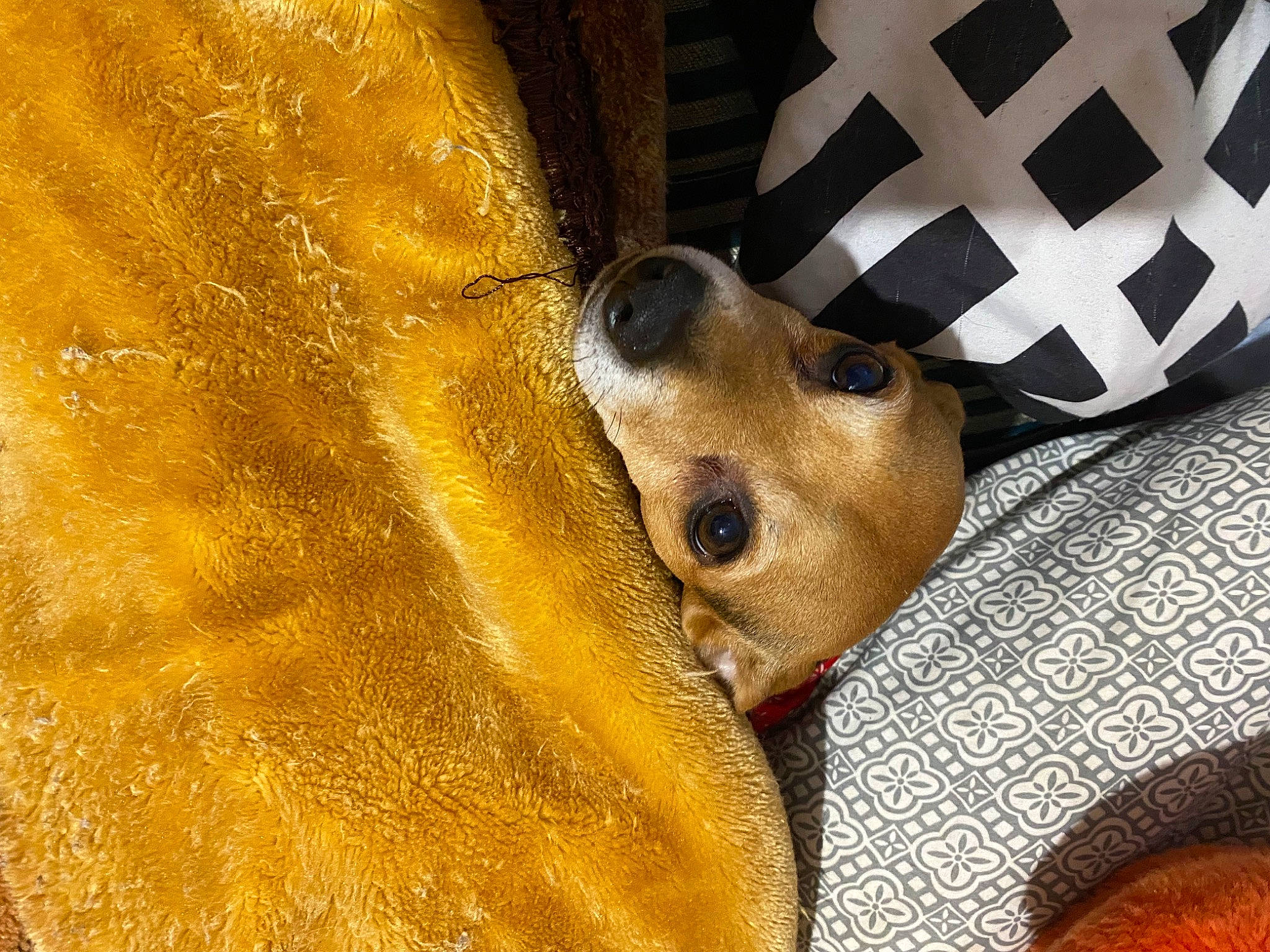 Chase joined the competition — help win amazing prizes! ancient_dog_breeds, canidae, carnivore, comfort, companion_dog, dog, dog_breed, dog_supply, fawn, fur, metal, pattern, snout, spitz, sporting_group, whiskers, working_animal