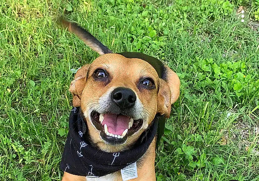 Chase is registered to the contest to win money with this photo: canidae, carnivore, collar, companion_dog, dog, dog_breed, dog_collar, fawn, grass, groundcover, herbaceous_plant, hound, plant, puppy, smile, sporting_group, terrestrial_animal, whiskers, working_animal, working_dog