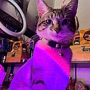 Bad Kitty joined the competition — help win amazing prizes! cat, indoor, purple_light, pink_light, collar, pet, feline, whiskers, face, ears, sitting, shelf, bottle, decoration, sloth_image, box, glass, animal, domestic_animal, curious