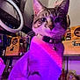 cat, indoor, purple_light, pink_light, collar, pet, feline, whiskers, face, ears, sitting, shelf, bottle, decoration, sloth_image, box, glass, animal, domestic_animal, curious