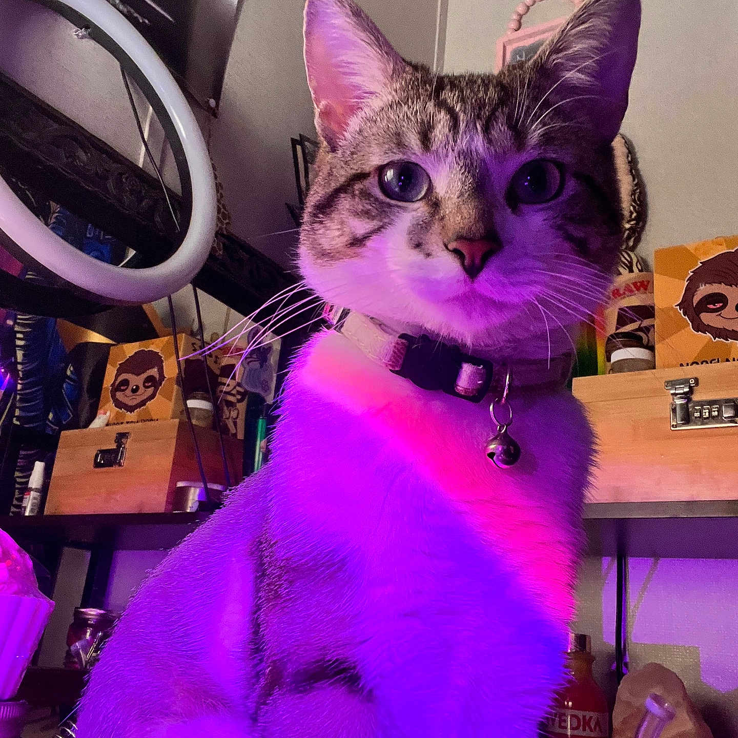 Bad Kitty joined the competition — help win amazing prizes! animal, bottle, box, cat, collar, curious, decoration, domestic_animal, ears, face, feline, glass, indoor, pet, pink_light, purple_light, shelf, sitting, sloth_image, whiskers