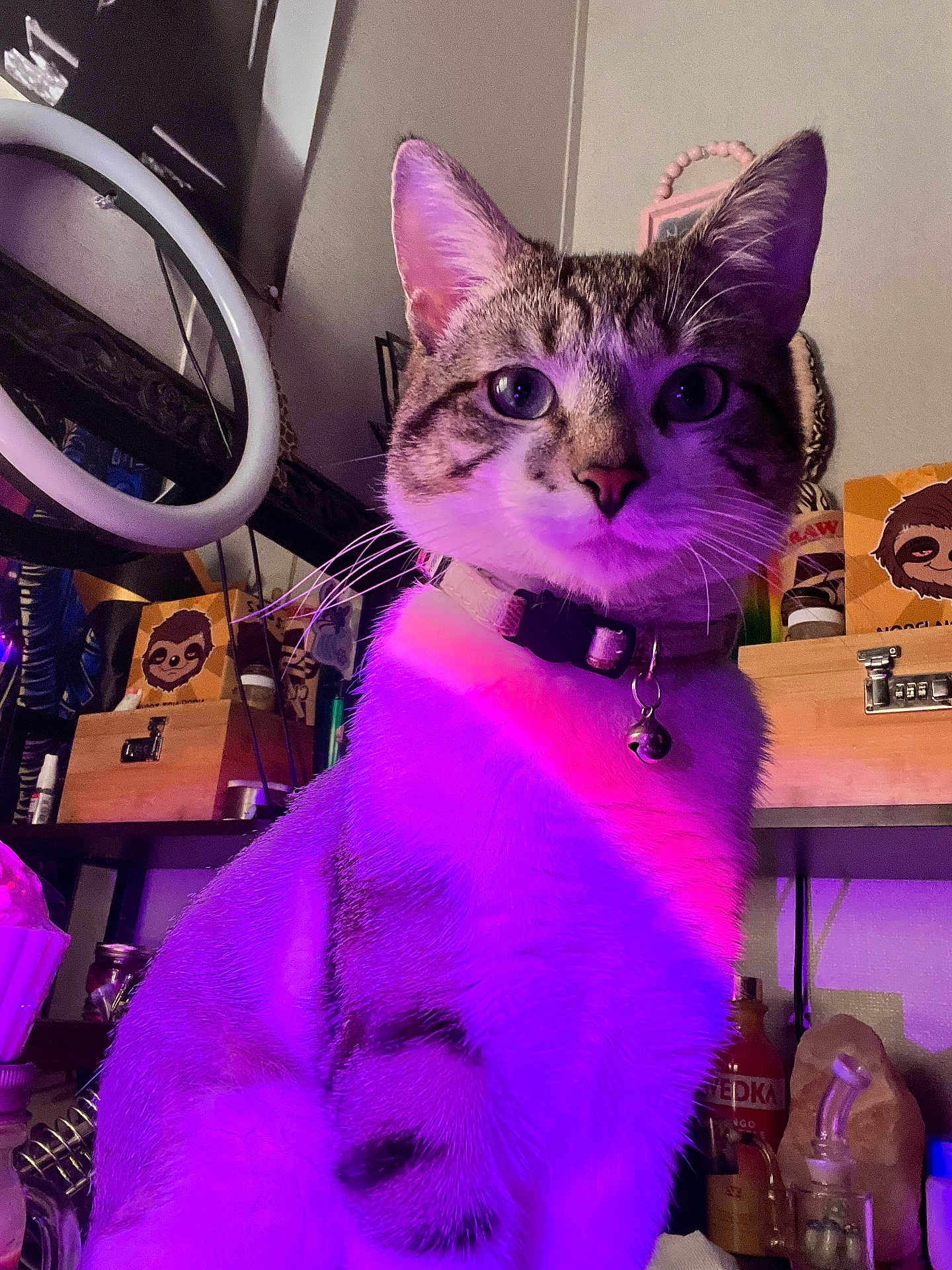 Bad Kitty joined the competition — help win amazing prizes! cat, indoor, purple_light, pink_light, collar, pet, feline, whiskers, face, ears, sitting, shelf, bottle, decoration, sloth_image, box, glass, animal, domestic_animal, curious