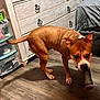 dog, brown_dog, indoor, wooden_floor, furniture, cabinet, plastic_storage, bottle, pet, animal, curious, standing, ears_up, white_markings, flooring, home, room, domestic, canine, playful