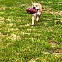 dog, grass, football, outdoor, pet, animal, running, playing, mouth, brown, white, field, active, daylight, canine, fun, energetic, nature, cute, sport