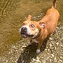 dog, brown_dog, water, rocks, outdoor, animal, pet, shallow_water, expression, surprised, ears, tail, collar, standing, daylight, nature, ground, canine, closeup, funny_expression