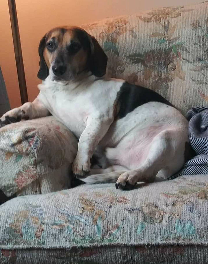 Ziggy is registered to the contest to win money with this photo: art, bored, canidae, carnivore, comfort, companion_dog, dog, dog_breed, fawn, linens, non_sporting_group, paw, puppy, sporting_group, terrestrial_animal, working_animal