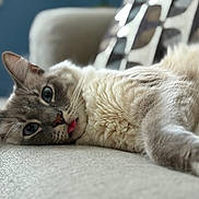 Angel is registered to the contest to win money with this photo: cat, feline, blue_eyes, tongue_out, relaxing, couch, cozy, fur, closeup, portrait, whiskers, pet, indoor, home, soft, paws, sleepy, shallow_depth_of_field, cushion, pattern_pillow