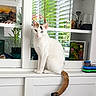 Jewel is registered to the contest to win money with this photo: cat, white_cat, tail, indoor, cabinet, glass_shelf, plants, window_blinds, decor, furniture, pet, animal, domestic_cat, orange_tail, curious, sitting, clean, bright, daylight, houseplant