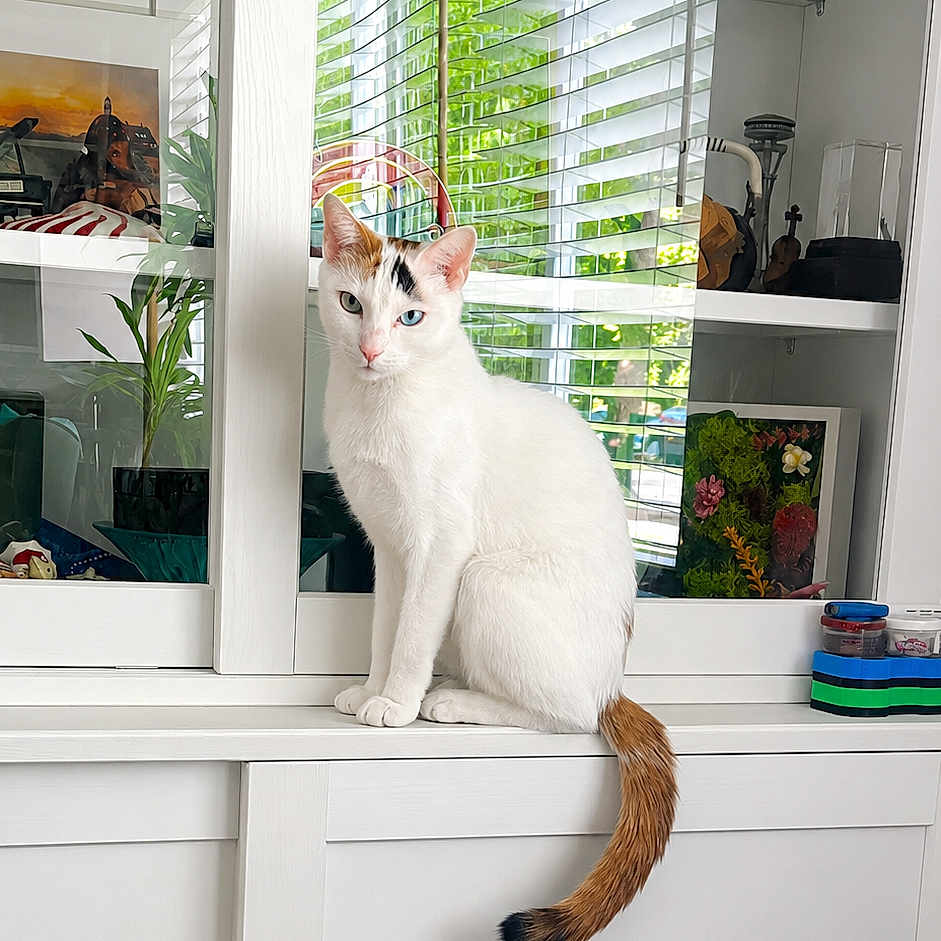 Jewel is registered to the contest to win money with this photo: cat, white_cat, tail, indoor, cabinet, glass_shelf, plants, window_blinds, decor, furniture, pet, animal, domestic_cat, orange_tail, curious, sitting, clean, bright, daylight, houseplant