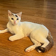 Jewel is registered to the contest to win money with this photo: cat, white_cat, animal, pet, wooden_floor, indoor, relaxed, alert, fur, tail, ears, eyes, paw, cute, mammal, laying_down, domestic_animal, whiskers, feline, young_cat