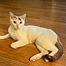 cat, white_cat, animal, pet, wooden_floor, indoor, relaxed, alert, fur, tail, ears, eyes, paw, cute, mammal, laying_down, domestic_animal, whiskers, feline, young_cat