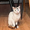 Jewel is registered to the contest to win money with this photo: cat, heterochromia, white_fur, blue_eye, yellow_eye, sitting, indoor, wooden_floor, tail, chair_legs, pet, animal, cute, domestic_cat, fur, whiskers, flooring, looking_at_camera, calm, house