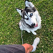Tinaya a rejoint le concours — aidez-le/la à gagner de superbes lots ! animal, blue_eyes, canine, daylight, dog, grass, happy, husky, leash, legs, nature, outdoor, person, pet, playful, shorts, sneakers, summer, tongue_out, white_shoes