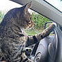 Billy is registered to the contest to win money with this photo: animal, car, cat, cornfield, curious, daylight, domestic_animal, fur, greenery, hand_holding_cat, nature, paw, pet, road_trip, side_view, steering_wheel, tabby, vehicle_interior, whiskers, window