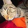 animal, blanket, cat, close_up, cozy, cute, domestic_cat, feline, fur, indoor, orange_blanket, pet, portrait, red_blanket, resting, sleepy, soft, tabby_cat, whiskers, yellow_eyes
