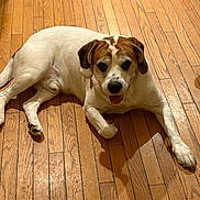 Max Payne is registered to the contest to win money with this photo: dog, canine, pet, indoor, wooden_floor, brown_and_white, laying_down, tongue_out, happy, domestic_animal, flooring, mammal, companion_animal, paw, fur, animal_face, looking_at_camera, shadow, relaxed, household