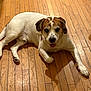 dog, canine, pet, indoor, wooden_floor, brown_and_white, laying_down, tongue_out, happy, domestic_animal, flooring, mammal, companion_animal, paw, fur, animal_face, looking_at_camera, shadow, relaxed, household