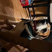 Max joined the competition — help win amazing prizes! canidae, carnivore, collar, comfort, companion_dog, couch, dog, dog_breed, dog_collar, fawn, fur, non_sporting_group, pet_supply, room, snout, sporting_group, toy_dog, vehicle_door, whiskers, working_animal