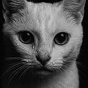 Olaf participe au concours pour gagner de l'argent avec cette photo : cat, close_up, black_and_white, water_droplets, face, whiskers, ears, fur, portrait, intense_eyes, animal, pet, dark_background, moody, detailed, sharp_focus, texture, monochrome, cute, wildlife