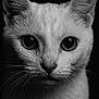 animal, black_and_white, cat, close_up, cute, dark_background, detailed, ears, face, fur, intense_eyes, monochrome, moody, pet, portrait, sharp_focus, texture, water_droplets, whiskers, wildlife