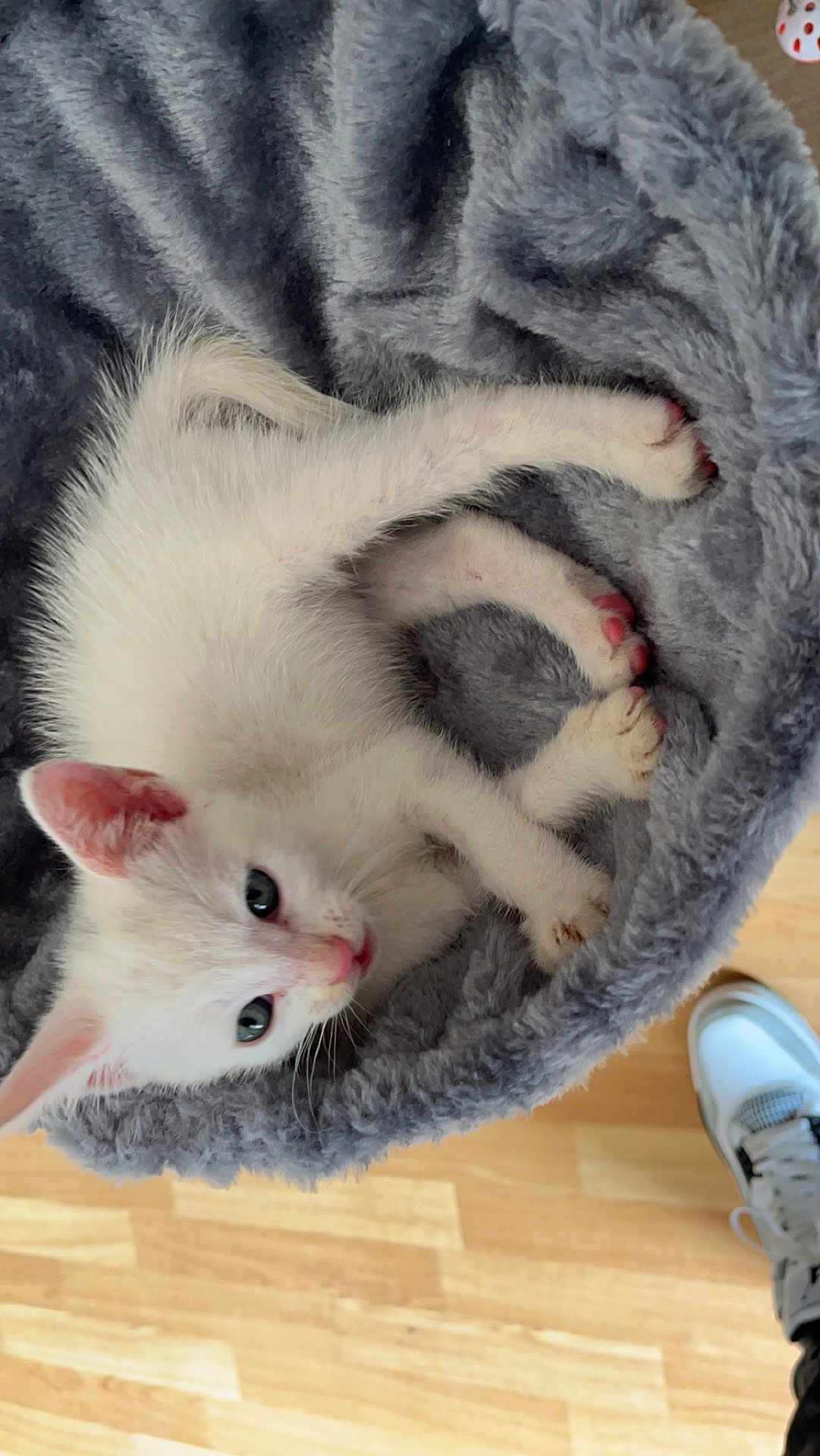 Olaf