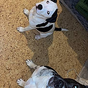 Raya participe au concours pour gagner de l'argent avec cette photo : dog, pets, floor, black_and_white, white, spots, looking_up, indoor, animal, canine, ears, nose, eyes, flooring, two_dogs, curious, pets_indoor, domestic_animal, companion, playful