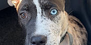 Roxy participe au concours pour gagner de l'argent avec cette photo : puppy, dog, heterochromia, blue_eye, brown_eye, close_up, car_interior, floor_mat, collar, white_paw, spotted_fur, cute, pet, animal, young_dog, sitting, looking_up, sunlight, shadow, indoor